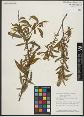 Foto von Salix rigida Muhl.